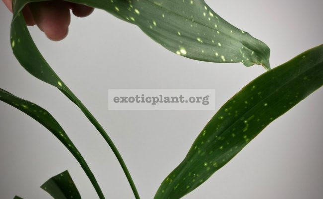 Aspidistra sp.(T02) Lenz (long leaf & white spot)#1 850