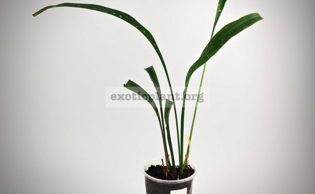 Aspidistra sp.(T02) Lenz (long leaf & white spot)#1 850