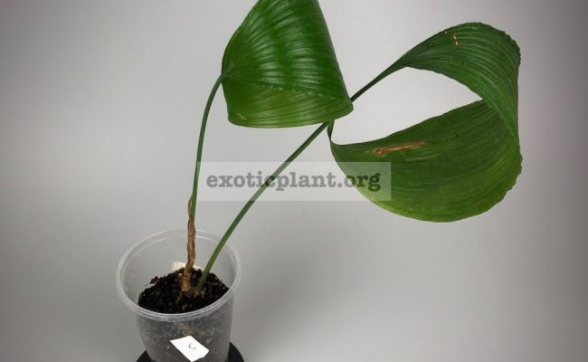Aspidistra sp.(T05) Green Ball#5 750