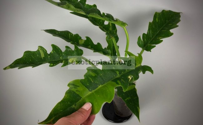 Philodendron Ring of Fire№2 1900 новая цена 1500