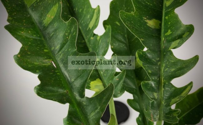 Philodendron Ring of Fire№2 1900 новая цена 1500