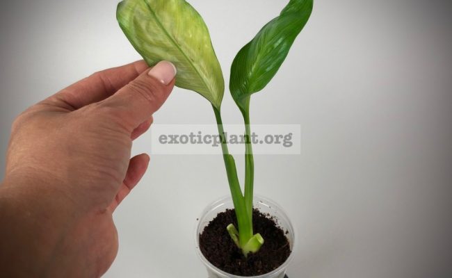 Spathiphyllum blandum ‘Spilt Milk’№86 1200
