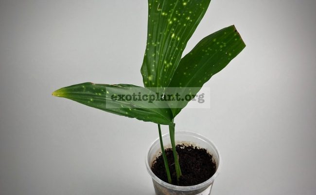 aspidistra (S01) Gold Dust 1000