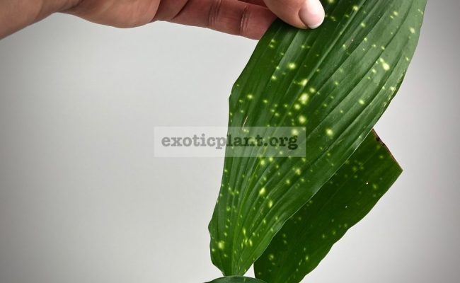 aspidistra (S01) Gold Dust#1 1000