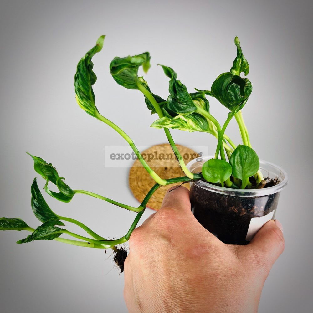 epipremnum aureum cv Godzilla ex Japan эпипремнум ауреум Годзилла epipremnum aureum cv Godzilla ex Japan эпипремнум ауреум Годзилла