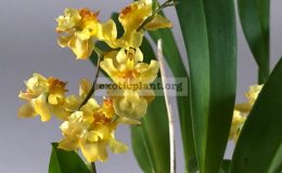 oncidium Twinkle Fragrance Fantasy