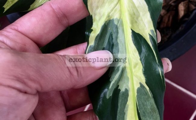 spathiphyllum sp indonesia