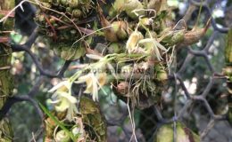 107-Bulbophyllum-orectopetalum-