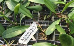 108-Bulbophyllum-ornithorhynchumsyn.antenniferum-BS-50