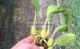 117-Bulbophyllum-polystictum