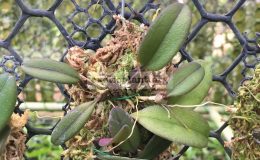 118-Bulbophyllum-purpurascens