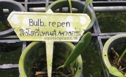 120-Bulbophyllum-repens-BS-30