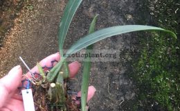 122-Bulbophyllum-sanguineopunctatum»red»-