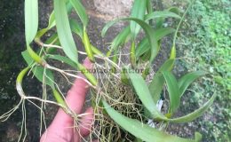 136-Bulbophyllum-trichocephalumsyn.odoratissimum-var.-odoratissimum.-BS-1
