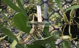 138-Bulbophyllum-vaginatum-
