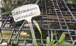 145-Cattleya-forbesii-aurea-