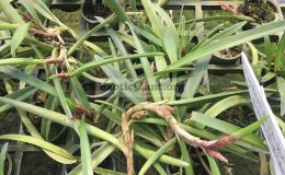 154-Ceratostylis-rubra