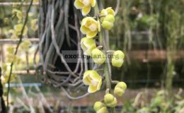 158-Chiloschista-parishii-BS-30
