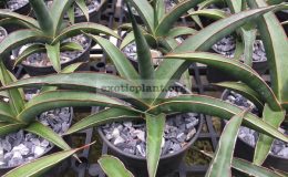 165-«Greenest»-Downsii-hybrid-33