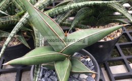 180-Lavlanos-24534-RARE-very-slow-grow-30