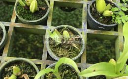 181-Coelogyne-lentiginosa