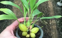 189.1-Coelogyne-ssp