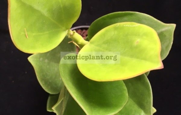 192-Hoya-pachyclada-red-under-corona-White