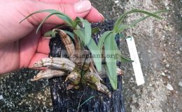 207-Dendrobium-bellatulum-