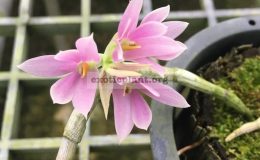 208-Dendrobium-bracteosum