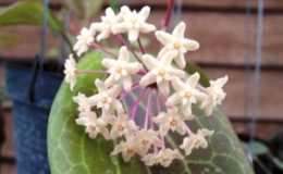 208-Hoya-pentaphlebia