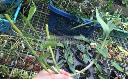 211-Dendrobium-capituliflorum-