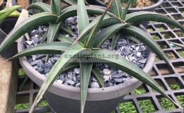 22-«Doris-Pfenning»-pinguicula-x-phillipsiae-35