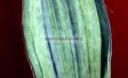 226-eilliptica-x-masoniana-variegated-55