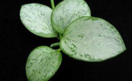 236-Hoya-sp-.Biakensis-PNG