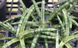 26-ballyi-«minnie»-edge-variegated-30