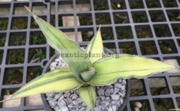 261-sp-«Kismaayo»-variegated-Somalia-250