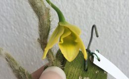290-Dendrobium-senile-BS-20
