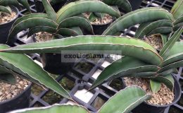 290-robusta-«Chunky»-30