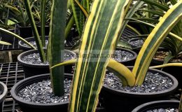 295-sp-Mafinga-variegated-500