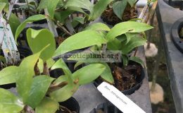 297-Dendrobium-tetragonum