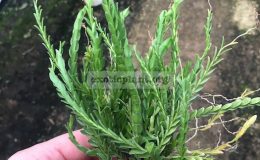 30-Appendicula-elegans-Indonesia