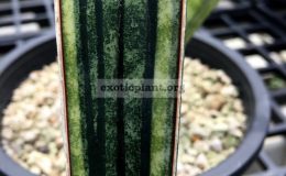 305-«Malawi-Bat»-variegated-450-
