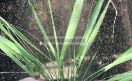 307-Dendrochilum-filiforme