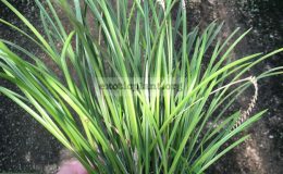 310-Dendrochilum-wenzelii