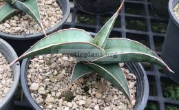 32-«Blue-Megalodon»-Pinguicula-hybrid-35