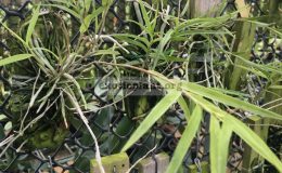 323-Epidendrum-centradenia-