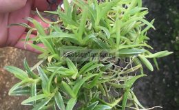 324-Epidendrum-porpax