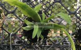 336-Gastrochilus-bigibbus