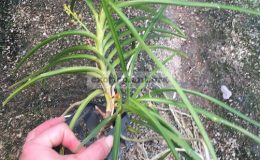36-Ascocentrumsyn.Vanda-curvifolium-