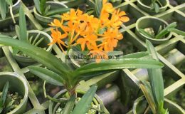 37-Ascocentrumsyn.Vanda-miniatumsynminiata-